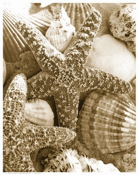 Starfish and Shells 