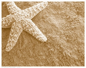 Starfish in the Sand 
