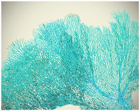 Teal Coral 