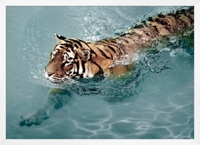 Tiger Swim Framed Wall Art 
