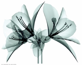 Translucent Amaryllis 
