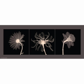 Translucent Floral Trio 