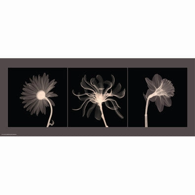 Translucent Floral Trio 