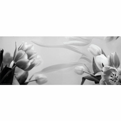 Tulip Fantasy I 