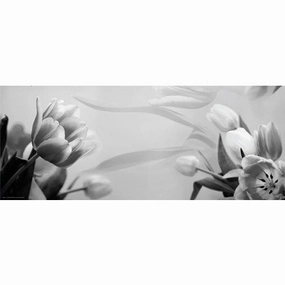 Tulip Fantasy I 