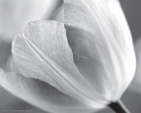 Tulip I 