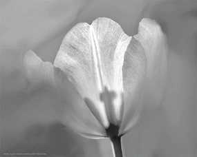 Tulip II 