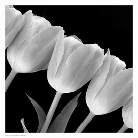 Tulip Line 