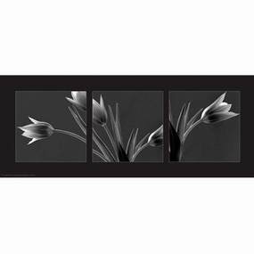 Tulip Trio 