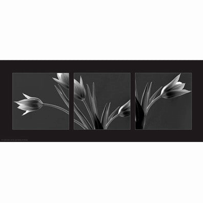 Tulip Trio 