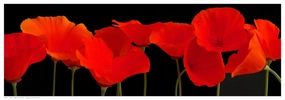 Vermilion Poppies 