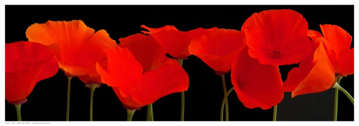 Vermilion Poppies 