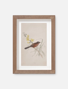 Vintage Bird Watercolor No. 69 Wall Art by Visual Contrast 