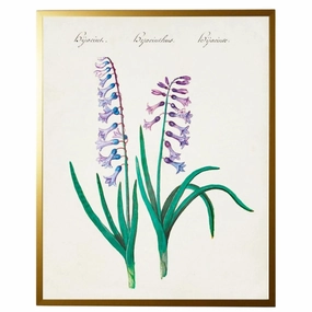 Vintage Bookplate with Hyacinth Framed Wall Art 