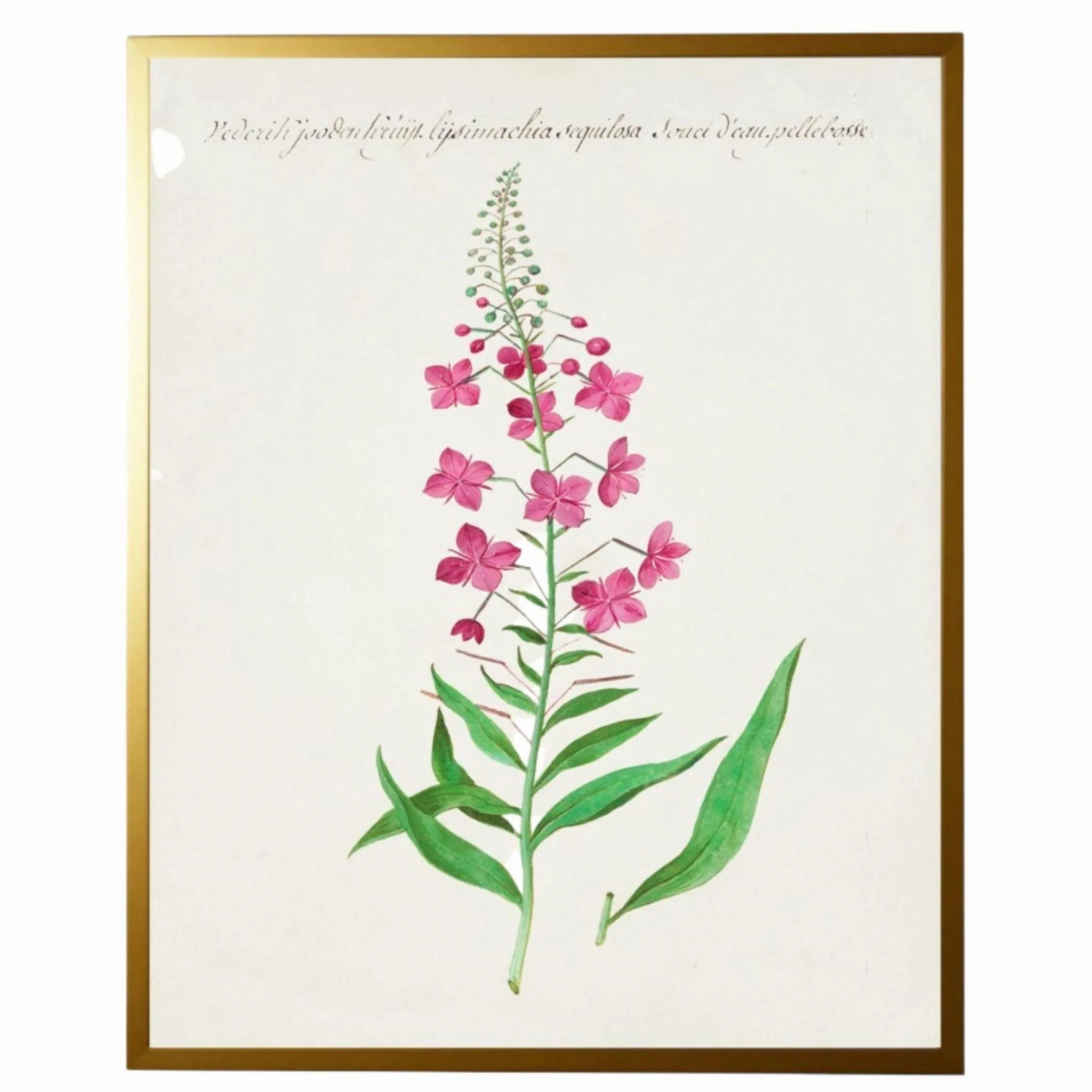 Vintage Bookplate with Pink Flowers Framed Wall Art 