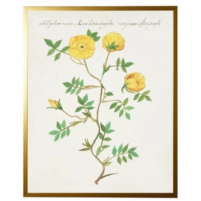 Vintage Bookplate with Yellow Flowers Framed Wall Art 