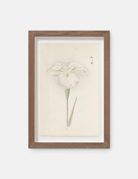 Vintage Japanese Iris No. 10 Wall Art by Miyoshi Manabu 