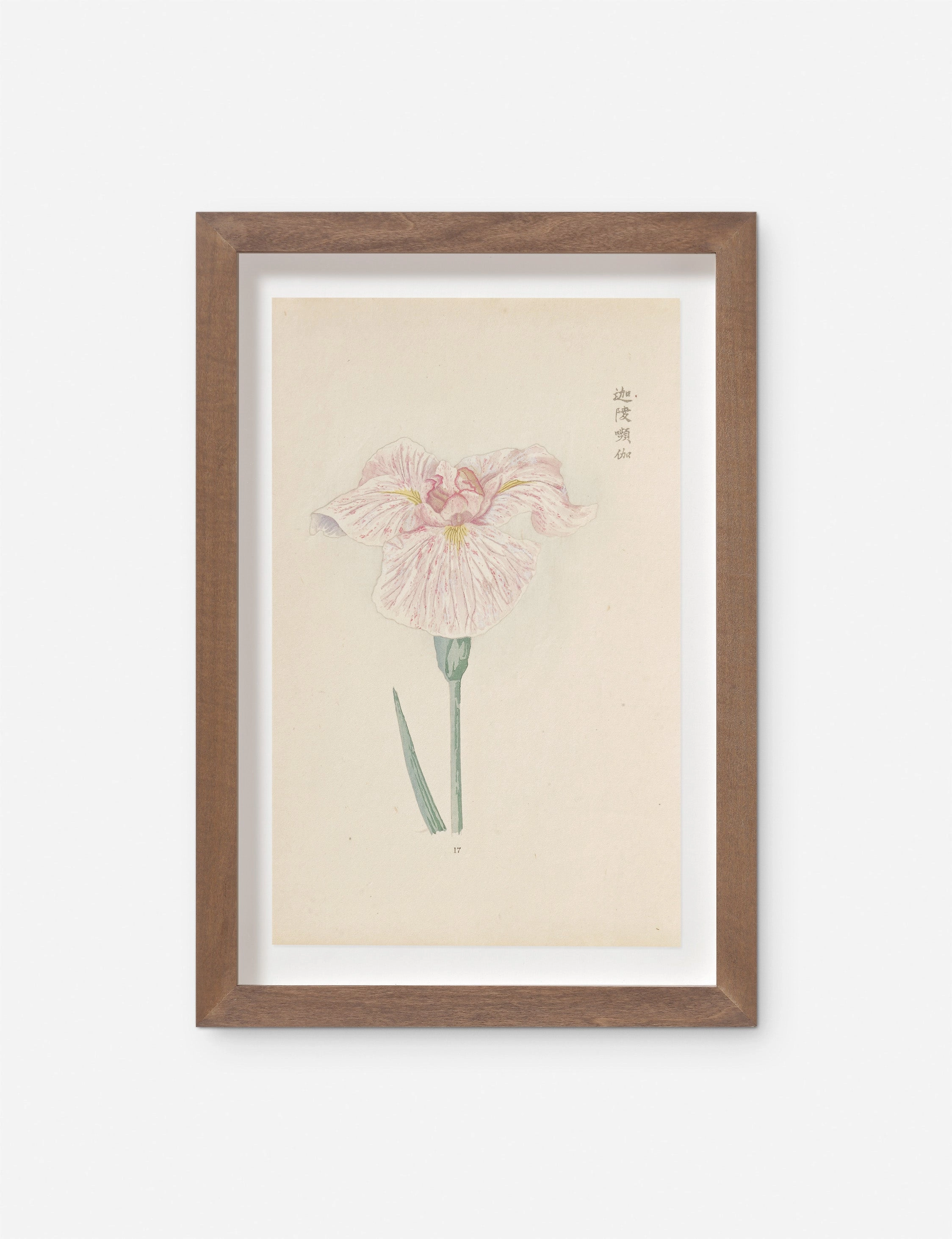 Vintage Japanese Iris No. 17 Wall Art by Miyoshi Manabu 