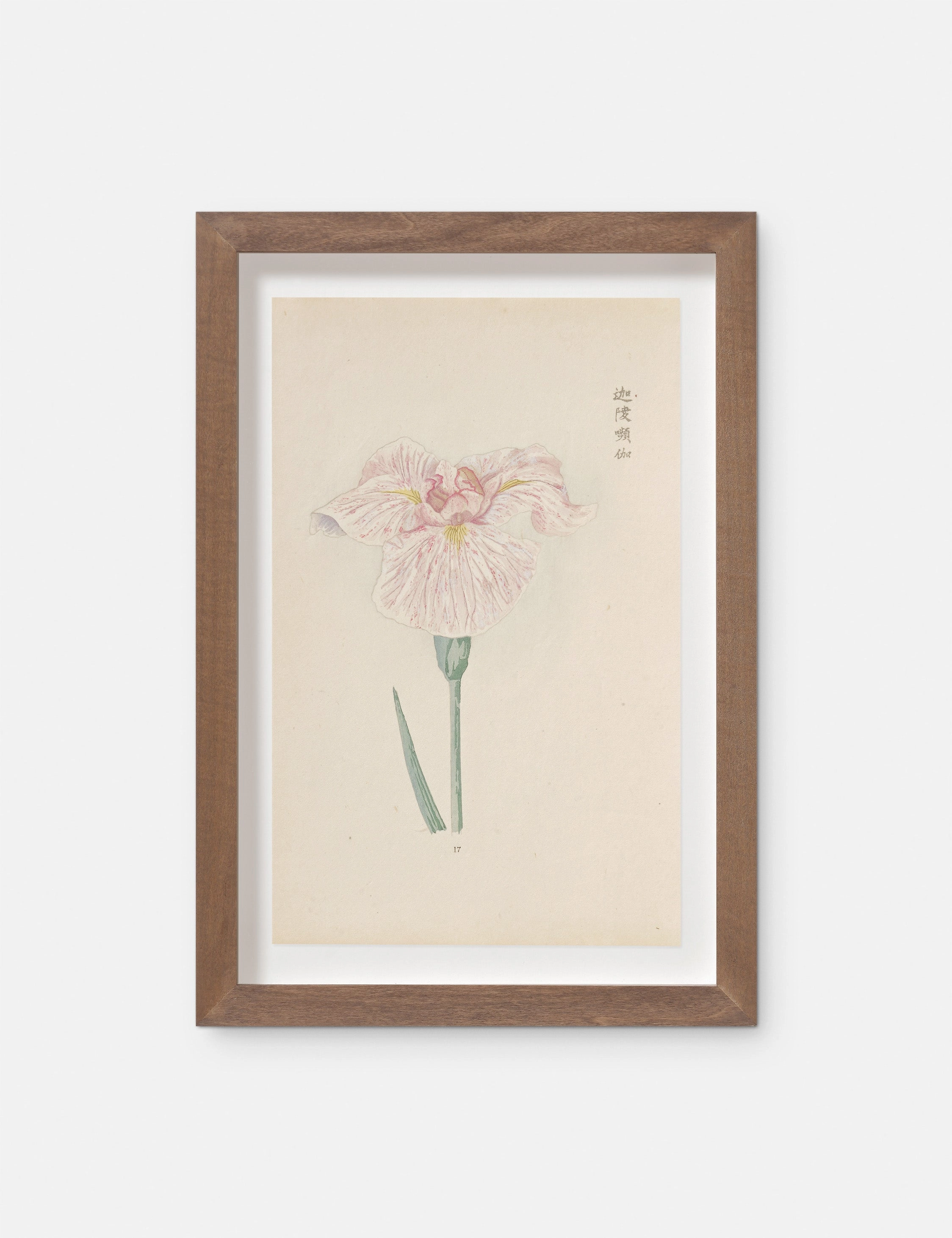 Vintage Japanese Iris No. 17 Wall Art by Miyoshi Manabu 