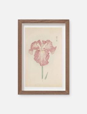 Vintage Japanese Iris No. 18 Wall Art by Miyoshi Manabu 