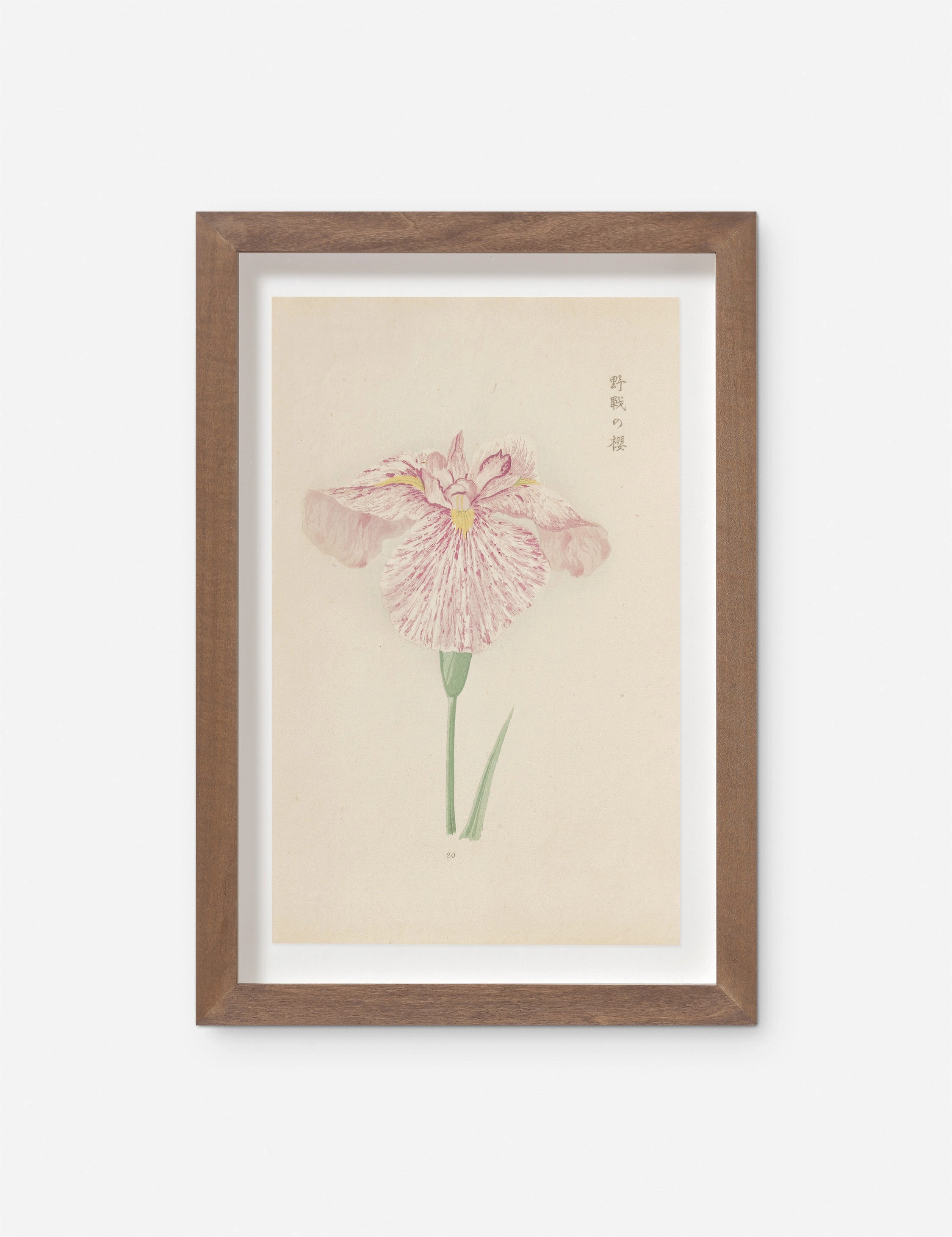 Vintage Japanese Iris No. 20 Wall Art by Miyoshi Manabu 