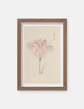 Vintage Japanese Iris No. 20 Wall Art by Miyoshi Manabu 