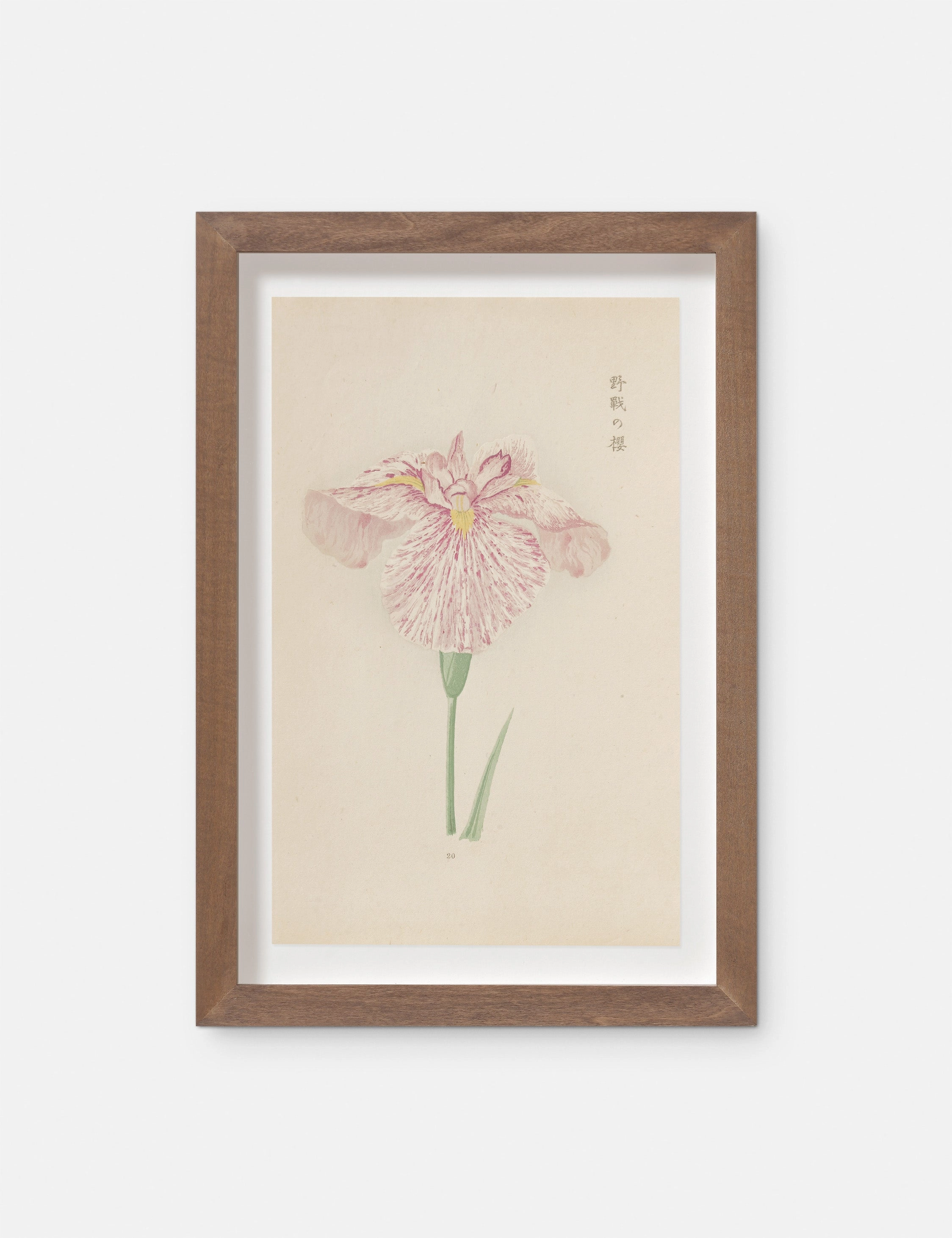 Vintage Japanese Iris No. 20 Wall Art by Miyoshi Manabu 