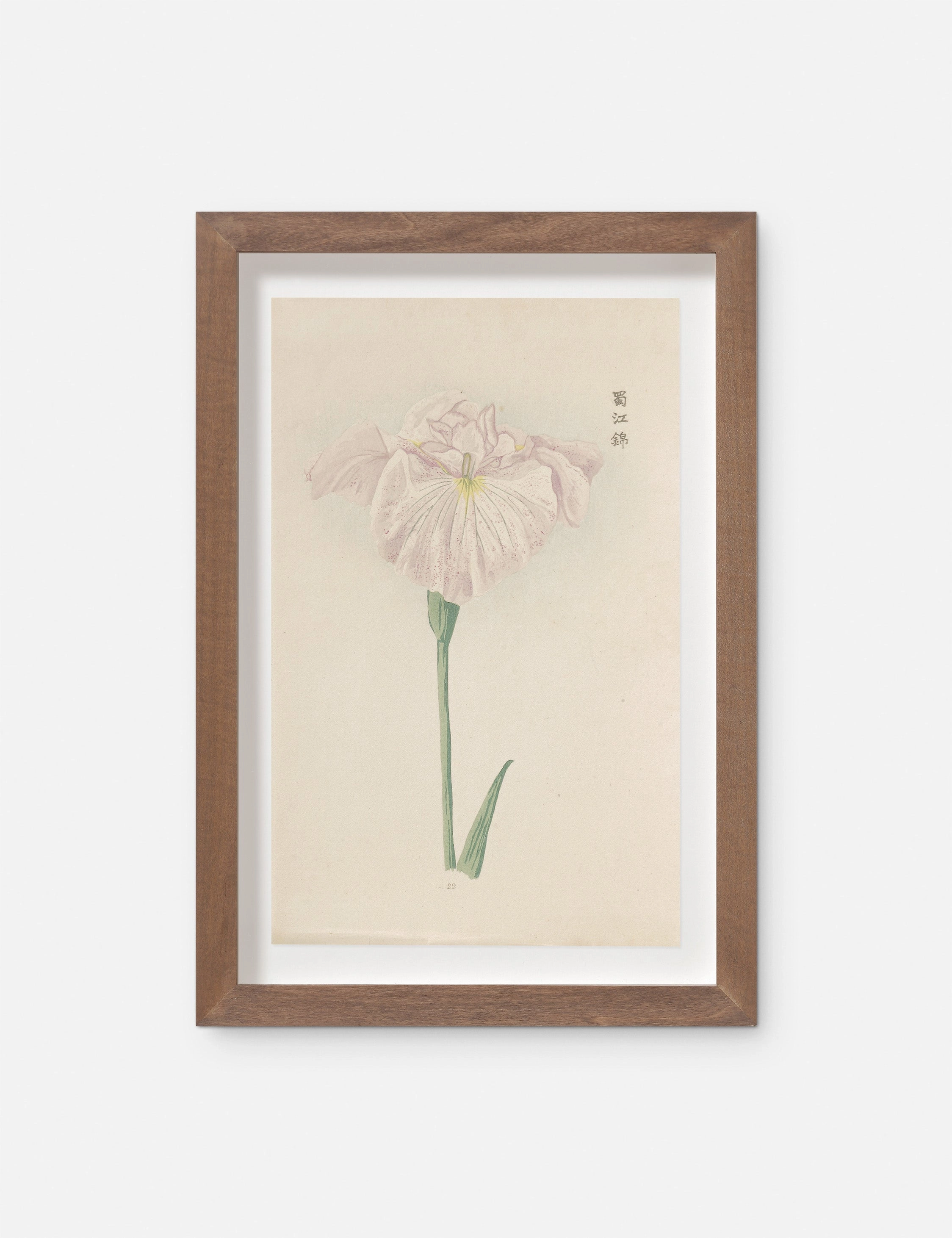 Vintage Japanese Iris No. 22 Wall Art by Miyoshi Manabu 