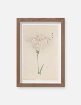 Vintage Japanese Iris No. 22 Wall Art by Miyoshi Manabu 
