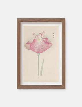 Vintage Japanese Iris No. 23 Wall Art by Miyoshi Manabu 