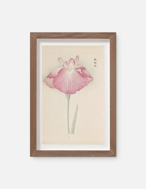 Vintage Japanese Iris No. 23 Wall Art by Miyoshi Manabu 