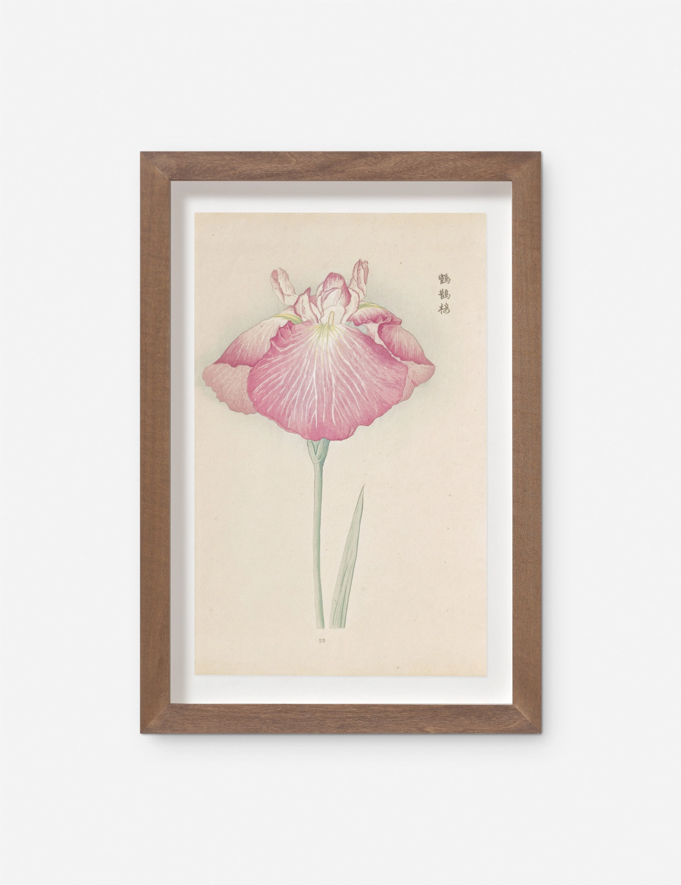 Vintage Japanese Iris No. 23 Wall Art by Miyoshi Manabu 