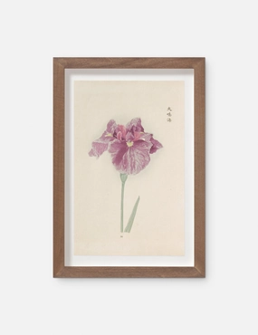 Vintage Japanese Iris No. 24 Wall Art by Miyoshi Manabu 