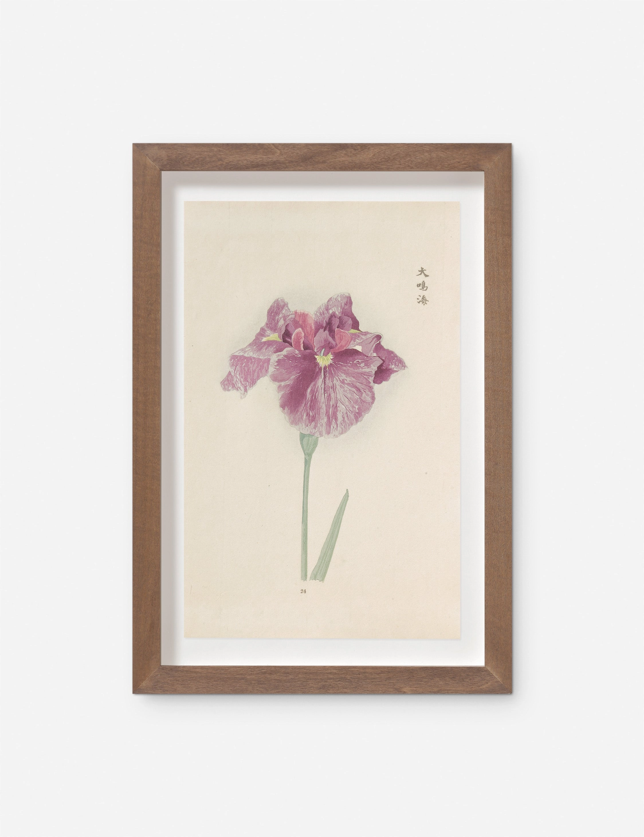 Vintage Japanese Iris No. 24 Wall Art by Miyoshi Manabu 