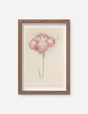 Vintage Japanese Iris No. 26 Wall Art by Miyoshi Manabu 