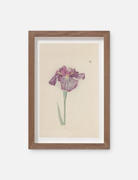 Vintage Japanese Iris No. 28 Wall Art by Miyoshi Manabu 