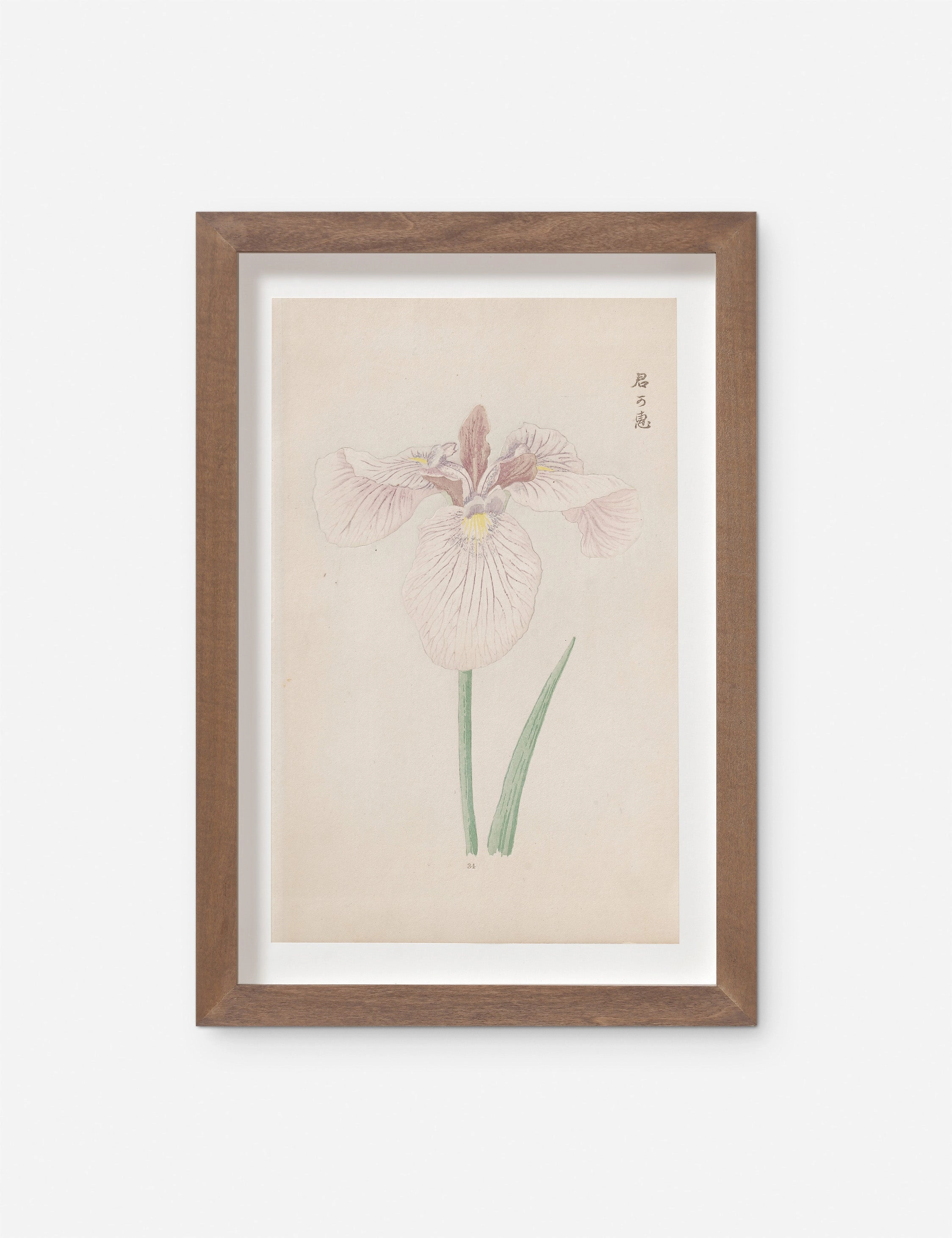 Vintage Japanese Iris No. 34 Wall Art by Miyoshi Manabu 