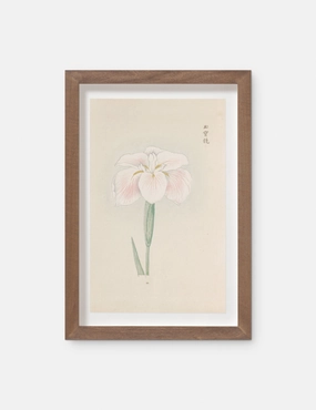 Vintage Japanese Iris No. 48 Wall Art by Miyoshi Manabu 