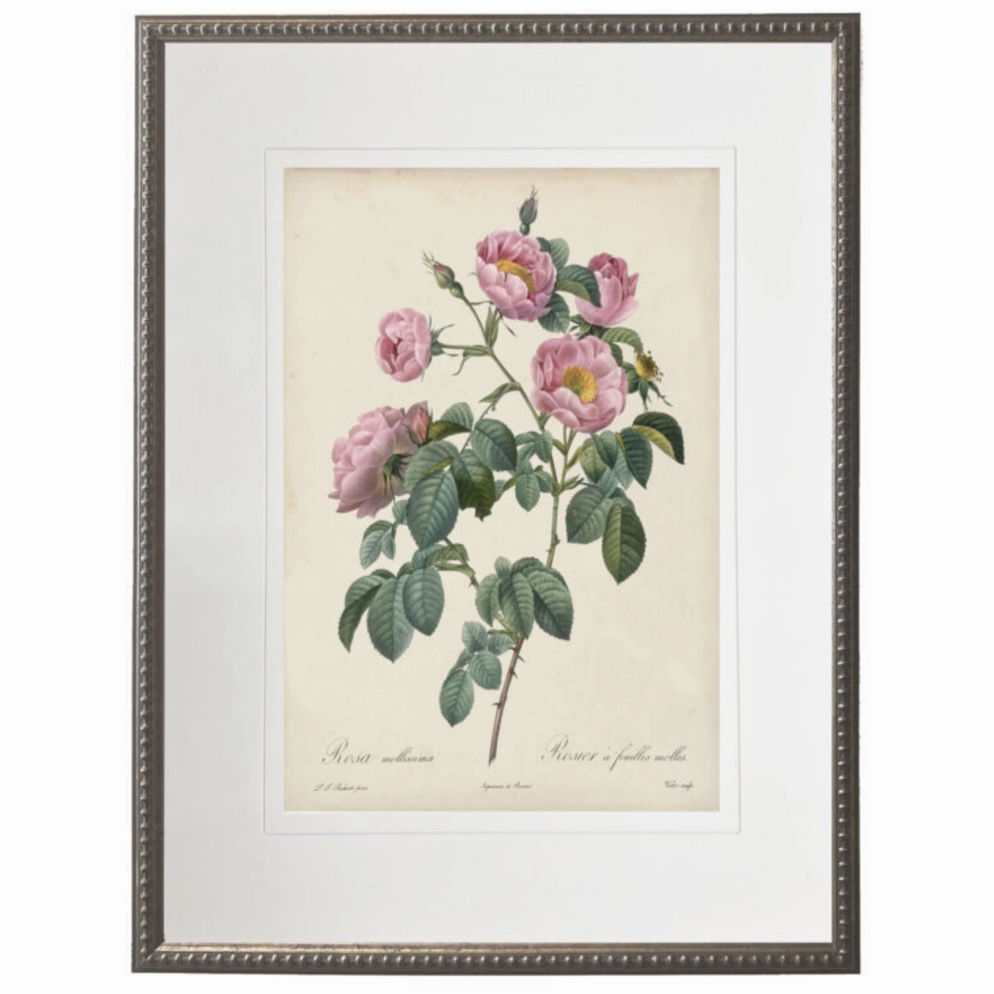Vintage Pale Pink Rose With Cream Matte Framed Wall Art 