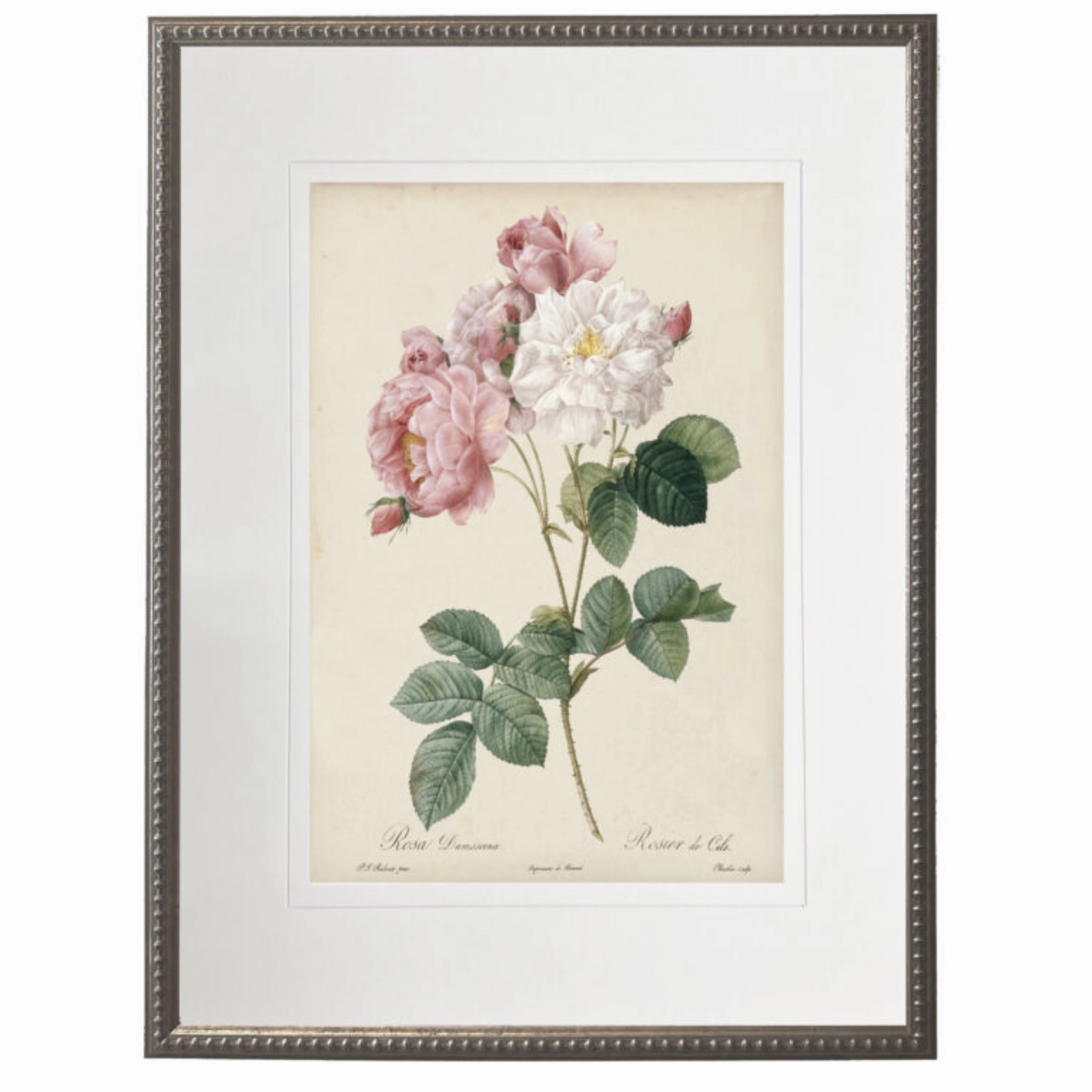Vintage Pink & White Roses With Cream Matte Framed Wall Art 