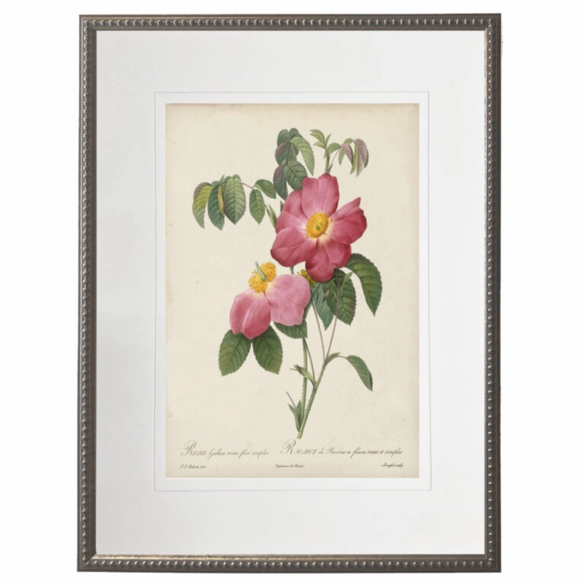 Vintage Pink Rose With Cream Matte Framed Wall Art 