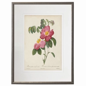 Vintage Pink Rose With Cream Matte Framed Wall Art 