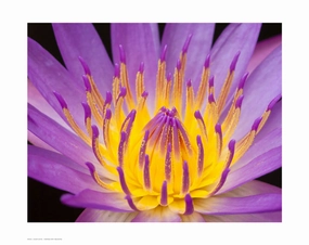 Violet Lotus 