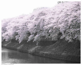 Violet Reflections I 