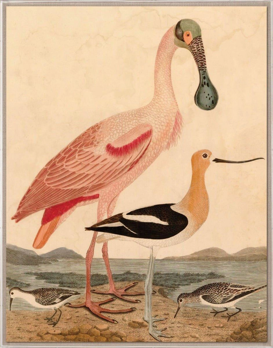 Warnicke Spoonbill Birds Reproduction Wall Art
