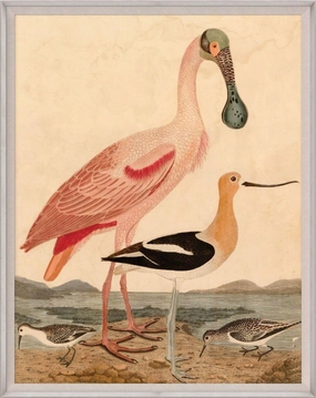 Warnicke Spoonbill Birds Reproduction Wall Art 