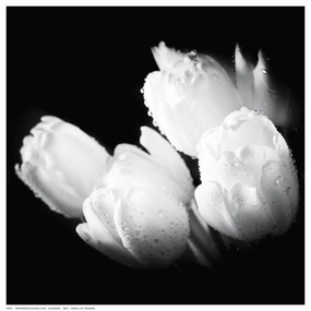 Water Droplets on White Tulips 