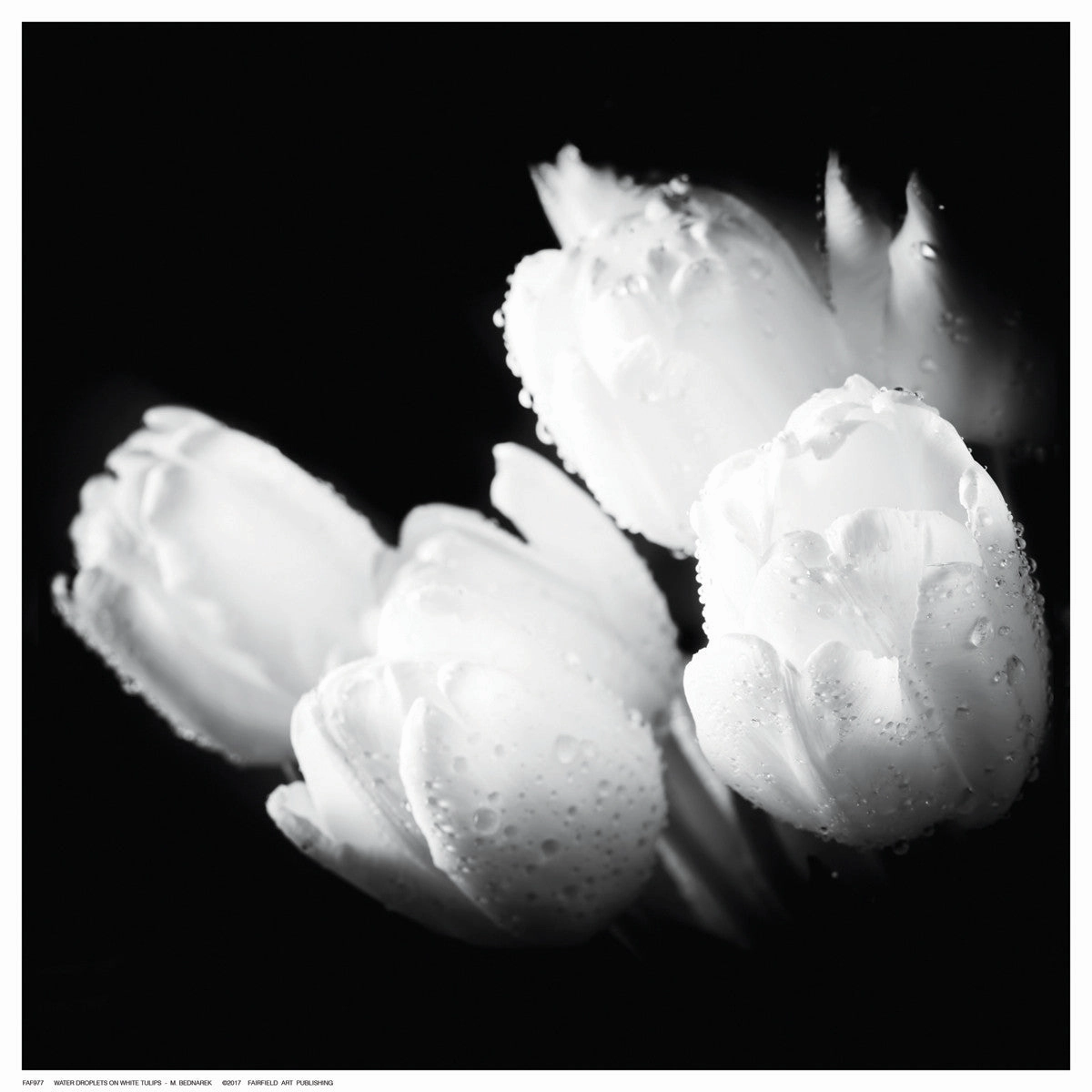 Water Droplets on White Tulips 