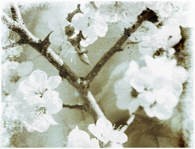 White Blossoms in Sepia II 