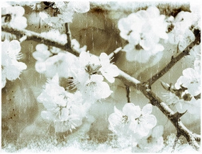 White Blossoms in Sepia 